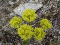 spreading sulphur-flowered buckwheat (<em>Eriogonum umbellatum var. stragulum</em>)
