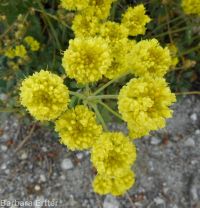 spreading sulphur-flowered buckwheat (<em>Eriogonum umbellatum var. stragulum</em>)