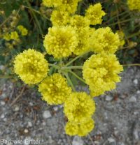 spreading sulphur-flowered buckwheat (<em>Eriogonum umbellatum var. stragulum</em>)