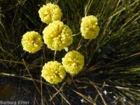 spreading sulphur-flowered buckwheat (<em>Eriogonum umbellatum var. stragulum</em>)