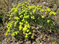 spreading sulphur-flowered buckwheat (<em>Eriogonum umbellatum var. stragulum</em>)