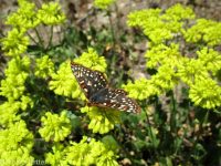 spreading sulphur-flowered buckwheat (<em>Eriogonum umbellatum var. stragulum</em>)