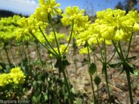 spreading sulphur-flowered buckwheat (<em>Eriogonum umbellatum var. stragulum</em>)