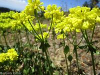 spreading sulphur-flowered buckwheat (<em>Eriogonum umbellatum var. stragulum</em>)