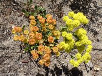 spreading sulphur-flowered buckwheat (<em>Eriogonum umbellatum var. stragulum</em>)