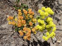 spreading sulphur-flowered buckwheat (<em>Eriogonum umbellatum var. stragulum</em>)