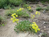 spreading sulphur-flowered buckwheat (<em>Eriogonum umbellatum var. stragulum</em>)