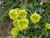 spreading sulphur-flowered buckwheat (<em>Eriogonum umbellatum var. stragulum</em>)