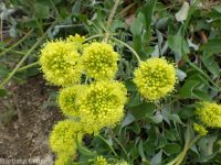spreading sulphur-flowered buckwheat (<em>Eriogonum umbellatum var. stragulum</em>)