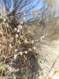 broom buckwheat (<em>Eriogonum vimineum</em>)