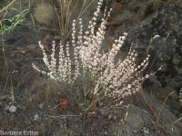 broom buckwheat (<em>Eriogonum vimineum</em>)