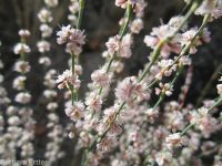 broom buckwheat (<em>Eriogonum vimineum</em>)