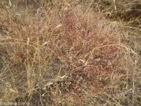 broom buckwheat (<em>Eriogonum vimineum</em>)