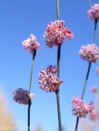 broom buckwheat (<em>Eriogonum vimineum</em>)