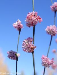 broom buckwheat (<em>Eriogonum vimineum</em>)