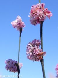 broom buckwheat (<em>Eriogonum vimineum</em>)