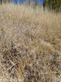 broom buckwheat (<em>Eriogonum vimineum</em>)