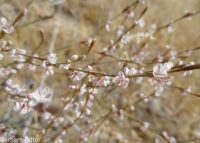 broom buckwheat (<em>Eriogonum vimineum</em>)