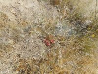 broom buckwheat (<em>Eriogonum vimineum</em>)