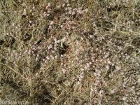 broom buckwheat (<em>Eriogonum vimineum</em>)
