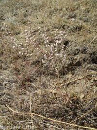 broom buckwheat (<em>Eriogonum vimineum</em>)