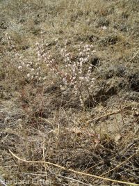 broom buckwheat (<em>Eriogonum vimineum</em>)