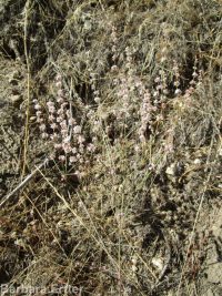 broom buckwheat (<em>Eriogonum vimineum</em>)