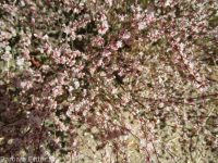 broom buckwheat (<em>Eriogonum vimineum</em>)