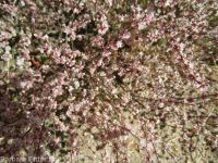 broom buckwheat (<em>Eriogonum vimineum</em>)