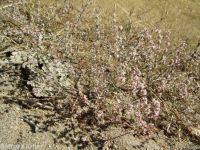 broom buckwheat (<em>Eriogonum vimineum</em>)