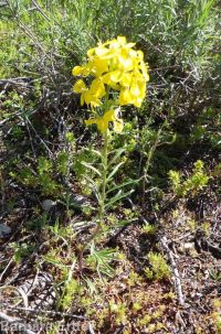 western or Pursh's wallflower (<em>Erysimum capitatum var. purshii</em>)