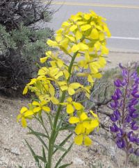 western or Pursh's wallflower (<em>Erysimum capitatum var. purshii</em>)