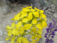western or Pursh's wallflower (<em>Erysimum capitatum var. purshii</em>)