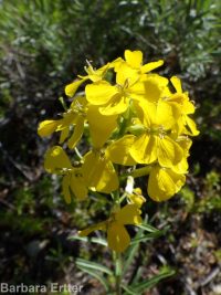 western or Pursh's wallflower (<em>Erysimum capitatum var. purshii</em>)