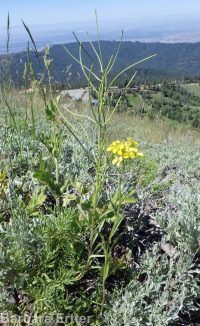 western or Pursh's wallflower (<em>Erysimum capitatum var. purshii</em>)