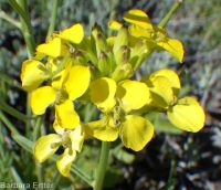 western or Pursh's wallflower (<em>Erysimum capitatum var. purshii</em>)