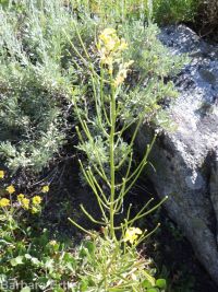 western or Pursh's wallflower (<em>Erysimum capitatum var. purshii</em>)