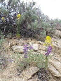 western or Pursh's wallflower (<em>Erysimum capitatum var. purshii</em>)