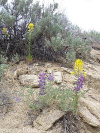 western or Pursh's wallflower (<em>Erysimum capitatum var. purshii</em>)