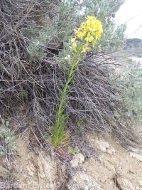 western or Pursh's wallflower (<em>Erysimum capitatum var. purshii</em>)