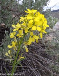 western or Pursh's wallflower (<em>Erysimum capitatum var. purshii</em>)