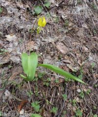 yellow fawnlily, dogtooth-violet, avalanche lily, trout lily, glacier lily (<em>Erythronium grandiflorum var. chrysandrum</em>)