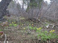 yellow fawnlily, dogtooth-violet, avalanche lily, trout lily, glacier lily (<em>Erythronium grandiflorum var. chrysandrum</em>)