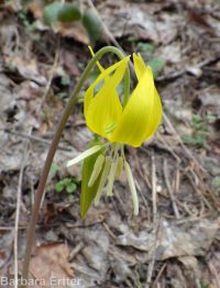 yellow fawnlily, dogtooth-violet, avalanche lily, trout lily, glacier lily (<em>Erythronium grandiflorum var. chrysandrum</em>)
