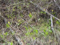 yellow fawnlily, dogtooth-violet, avalanche lily, trout lily, glacier lily (<em>Erythronium grandiflorum var. chrysandrum</em>)