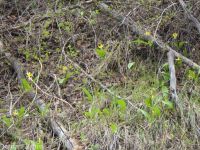 yellow fawnlily, dogtooth-violet, avalanche lily, trout lily, glacier lily (<em>Erythronium grandiflorum var. chrysandrum</em>)