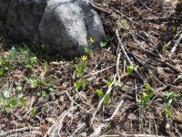 yellow fawnlily, dogtooth-violet, avalanche lily, trout lily, glacier lily (<em>Erythronium grandiflorum var. chrysandrum</em>)