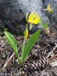 yellow fawnlily, dogtooth-violet, avalanche lily, trout lily, glacier lily (<em>Erythronium grandiflorum var. chrysandrum</em>)
