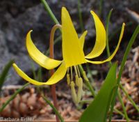 yellow fawnlily, dogtooth-violet, avalanche lily, trout lily, glacier lily (<em>Erythronium grandiflorum var. chrysandrum</em>)
