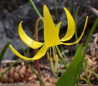 yellow fawnlily, dogtooth-violet, avalanche lily, trout lily, glacier lily (<em>Erythronium grandiflorum var. chrysandrum</em>)